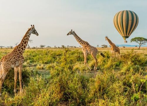 Hot Air Balloon Safaris in Tanzania 2026, 2027 & 2028