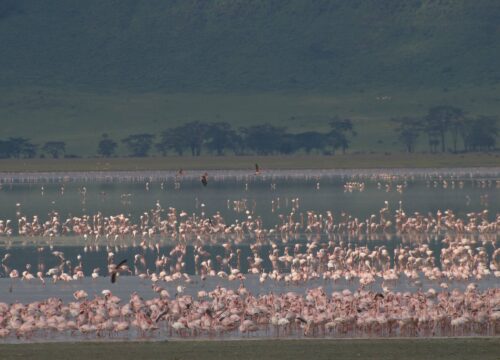3 Days Mount Ol Donyo Lengai and Lake Natron 2026, 2027 & 2028