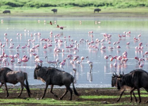 Lake Manyara Day Tour 2026, 2027 & 2028