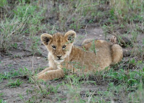 Game Drives in Tanzania: The Ultimate Wildlife Safari Experience 2026, 2027 & 2028