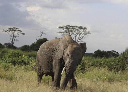 Exclusive Tarangire Private Day Tour 2026, 2027 & 2028