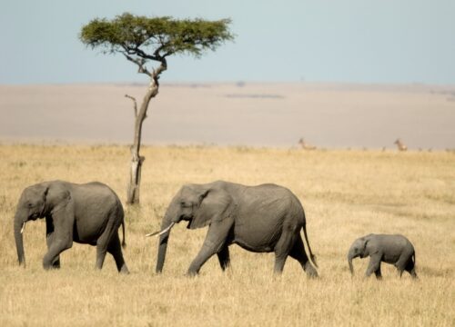 Best 6 Days Tanzania Wildlife Safari 2026, 2027 & 2028