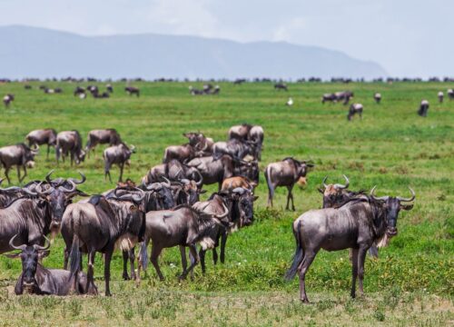 Best Time to Witness the Great Migration in Tanzania 2026, 2027 & 2028