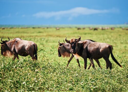 Best 5 Days Big Five Safari Tanzania 2026, 2027 & 2028