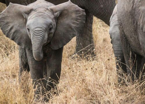 5 Days Big 5 Tour & Cultural Experience 2026, 2027 & 2028