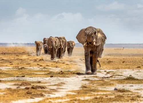 Best 3 Days Serengeti Budget Safari 2026, 2027 & 2028