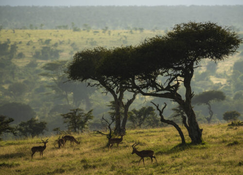 Best 5 Days Group Joining Safari Tanzania 2026, 2027 & 2028
