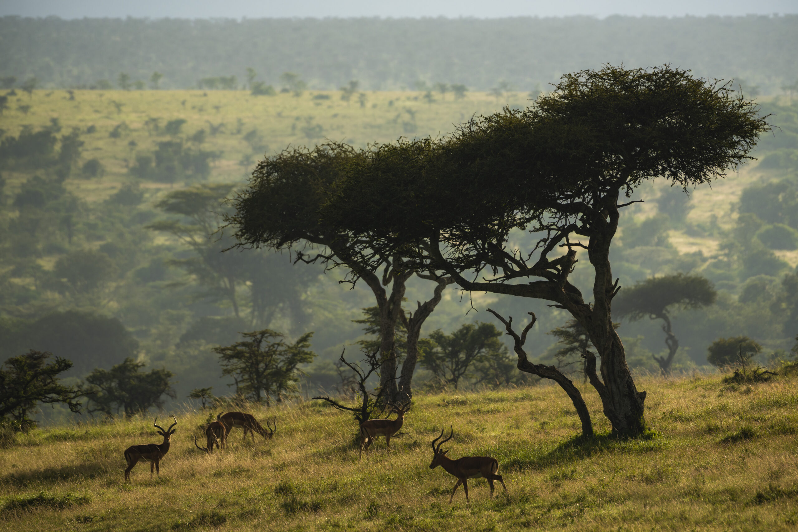 Best 5 Days Group Joining Safari Tanzania 2026, 2027 & 2028