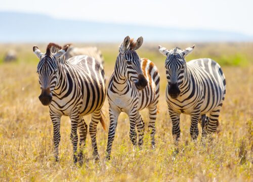 Top 6 Days Tanzania Family Safari 2026, 2027 & 2028