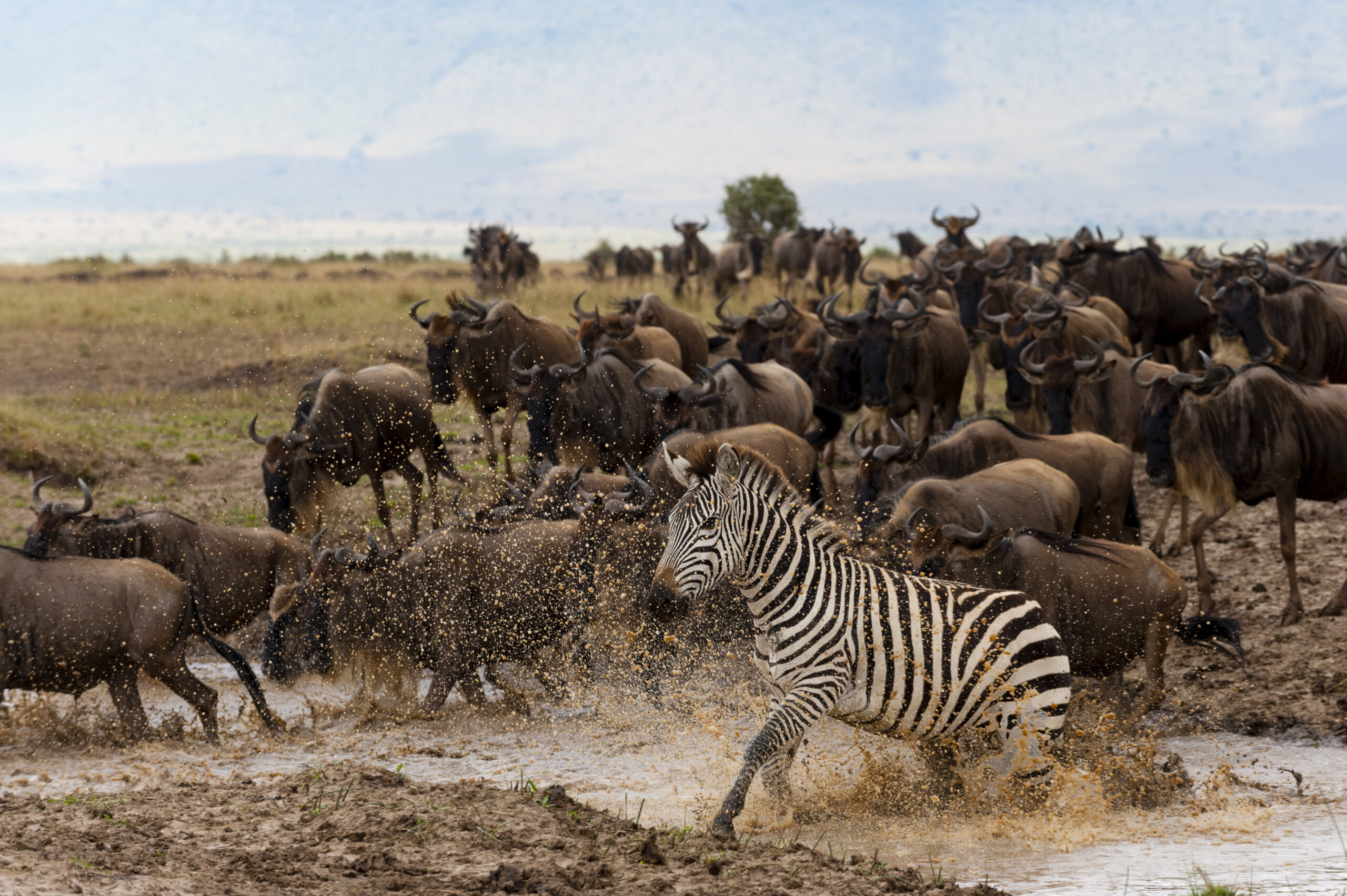 Africa Little 5 Migration Safari