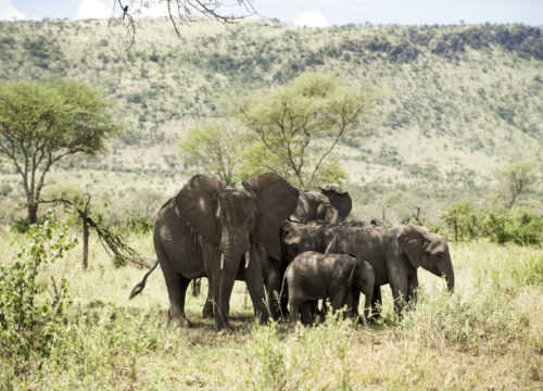 Best 4 Days Tanzania Camping Safari 2026, 2027 & 2028