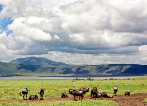 Best 7 Days Luxury Tanzania Safari 2026, 2027 & 2028