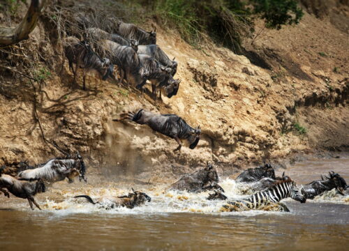 Best 7 Days Wildebeest Migration Safari 2026, 2027 & 2028