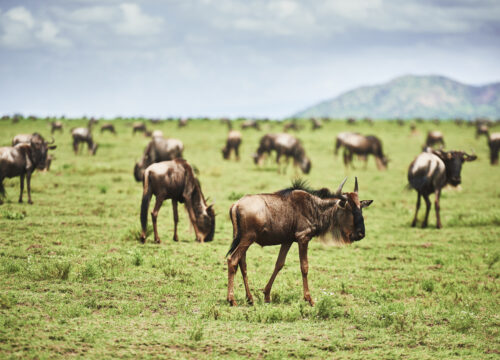 Best 10 Days Safari & Zanzibar Honeymoon 2026, 2027 & 2028