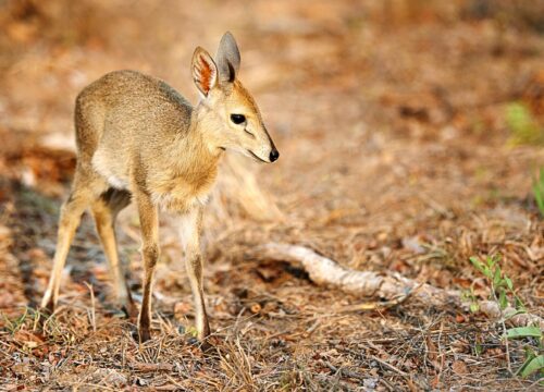 4 Day Join Group Tour: Tarangire, Serengeti & Ngorongoro Crater 2026, 2027 & 2028