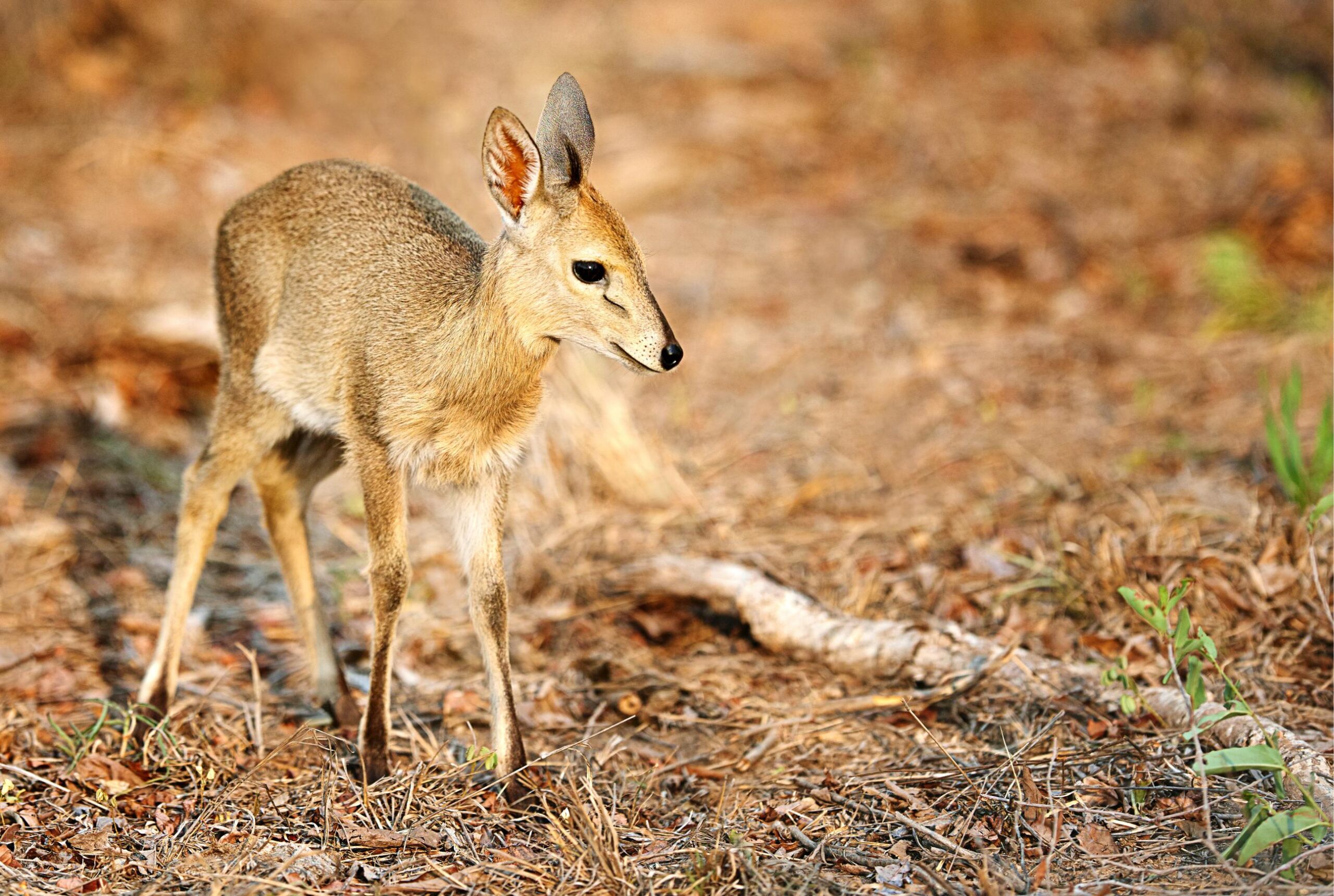 The Ultimate 10 Days Kenya Tanzania Highlights Safari 2026, 2027 & 2028