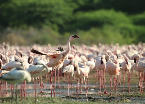 4 Days Tarangire, Lake Manyara and Ngorongoro Safari 2026, 2027 & 2028