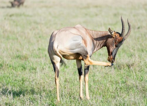 The Ultimate 14 Days Kenya Tanzania Grand Safari 2026, 2027 & 2028