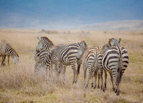 5 Day Join Group Safari | Tanzania Lodge Safari 2026, 2027 & 2028