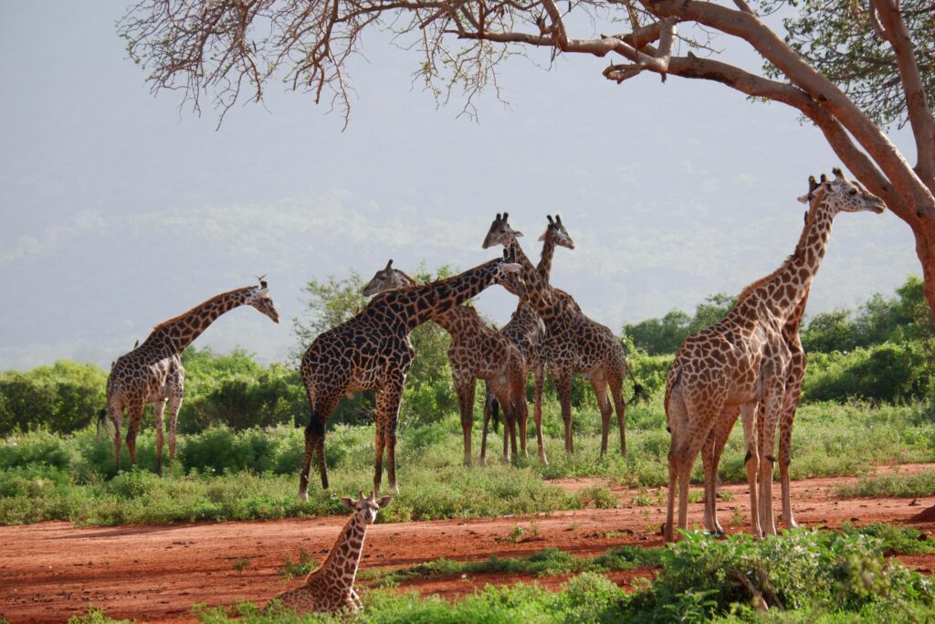 The Ultimate 7 Days Kenya Tanzania Safari 2026, 2027 & 2028