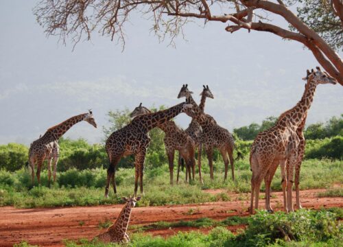 The Ultimate 7 Days Kenya Tanzania Safari 2026, 2027 & 2028