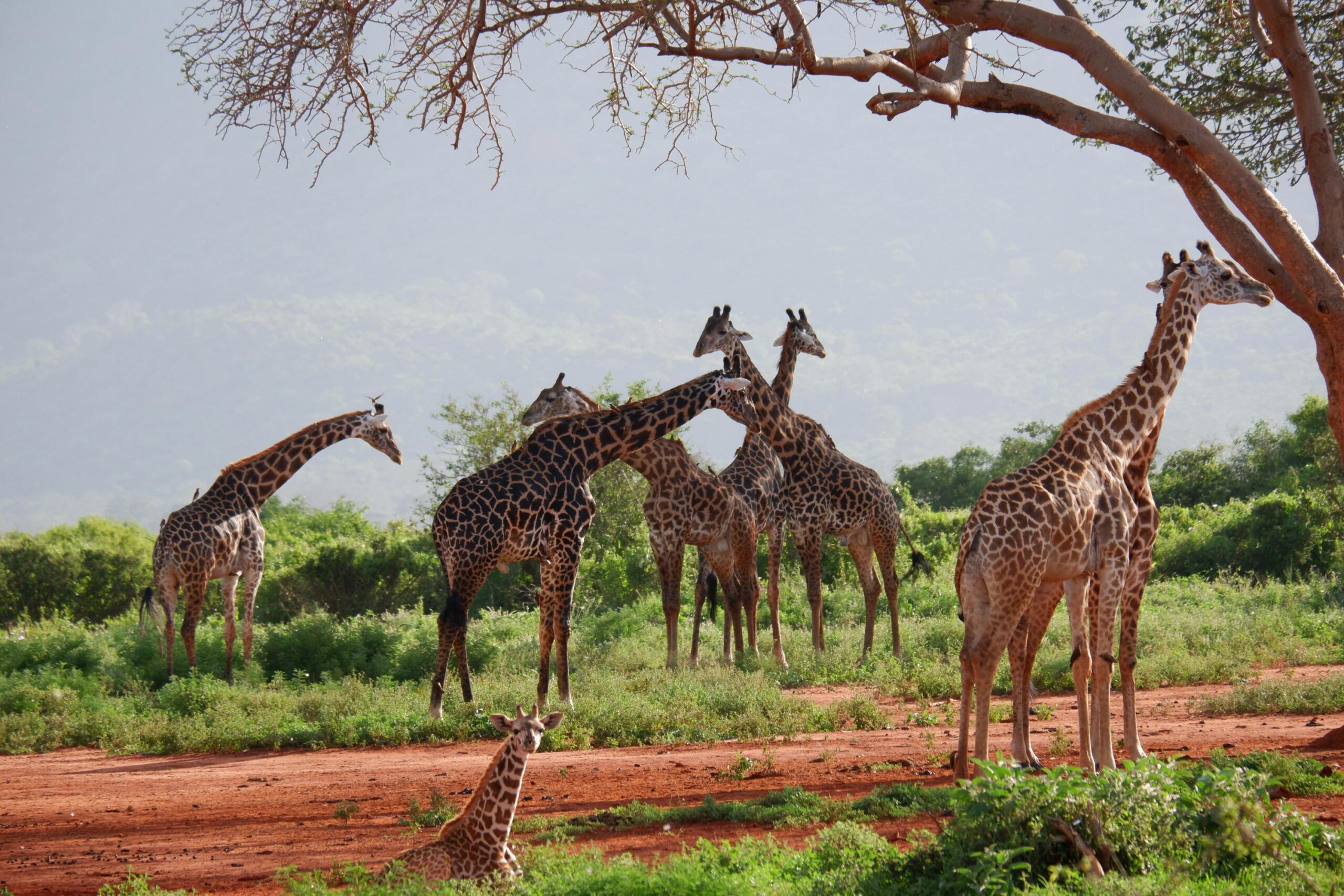 The Ultimate 7 Days Kenya Tanzania Safari 2026, 2027 & 2028