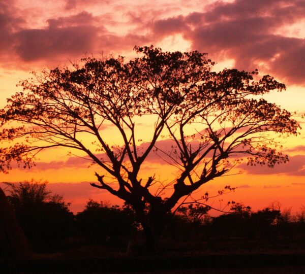 The Ultimate 7 Days Kenya Tanzania Safari 2026, 2027 & 2028