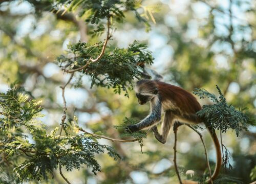 12 Days Best Tanzania & Zanzibar Honeymoon Safaris 2026, 2027 & 2028