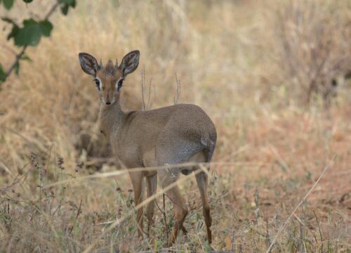 3-Day Serengeti & Ngorongoro Mid-Range Group Safari 2026, 2027 & 2028