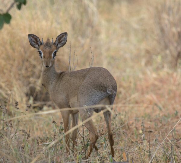 The Ultimate 7 Days Kenya Tanzania Safari 2026, 2027 & 2028