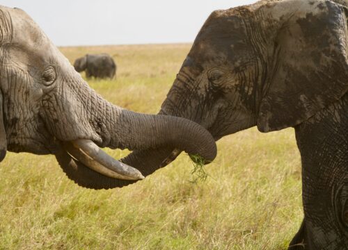 Tanzania Safari Cost Guide 2026, 2027 & 2028