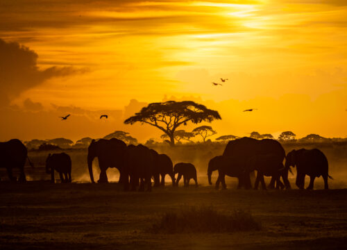 Night Safaris in Tanzania: The Ultimate Guide 2026, 2027 & 2028