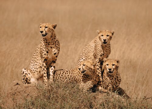 The Ultimate 8 Days Kenya Tanzania Migration Safari 2026, 2027 & 2028