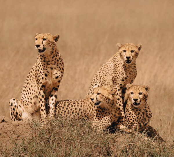 The Ultimate 7 Days Kenya Tanzania Safari 2026, 2027 & 2028