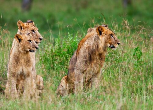 5 Days Big Five Lodge Tour and Cultural Experience 2026, 2027 & 2028