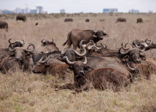 Travel Tips for Tanzania: Essential Advice for a Safe and Memorable Adventure 2026, 2027 & 2028