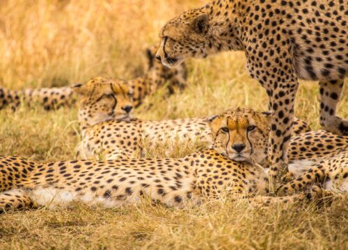 4 Days Fly-in & Fly-out Serengeti Luxury Safari 2026, 2027 & 2028